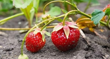 Jak správně připravit jahody na zimu, jak zpracovat a zakrýt